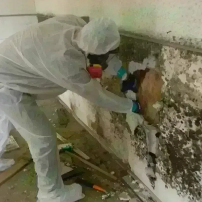 Mold Remediation and Removal in Clifton Forge, VA